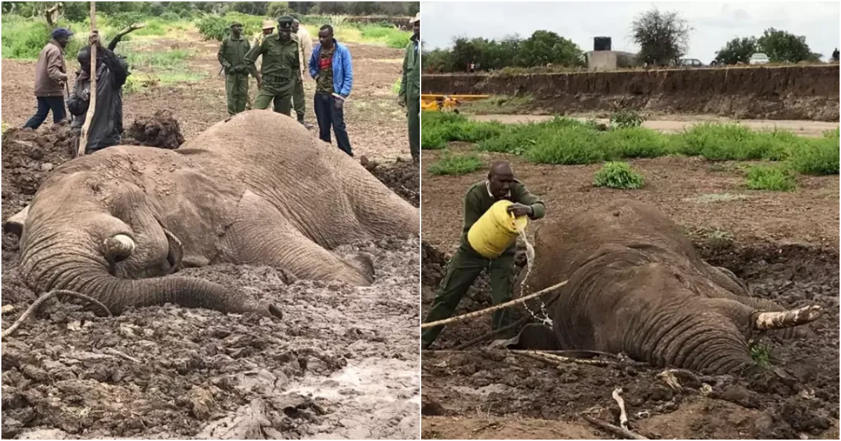 Miraculous Rescue: Team’s Battle to Free Elephant Trapped in Perilous Mud Pit