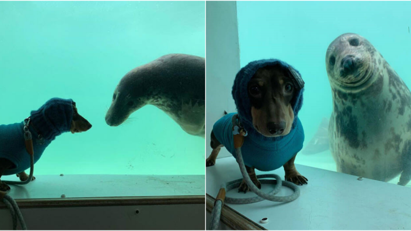 Unlikely Friendship: Sausage Dog and Seal Puppy Form Instant BFF Bond