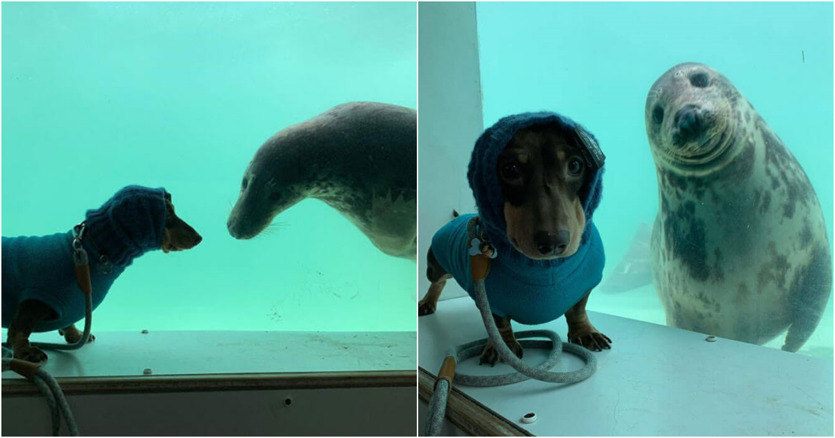 Unlikely Friendship: Sausage Dog and Seal Puppy Form Instant BFF Bond