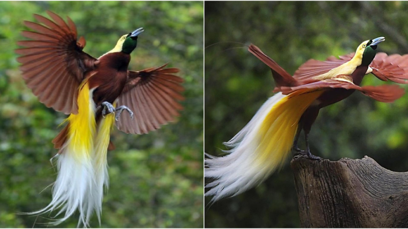 Unveiling the Enchantment of the Bird of Paradise: A Mesmerizing Tale Across Boundless Realms