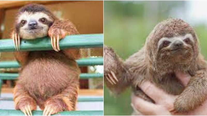 Exploring the Fascinating Sleeping Habits of Sloths: Masters of Slumber in the Animal Kingdom