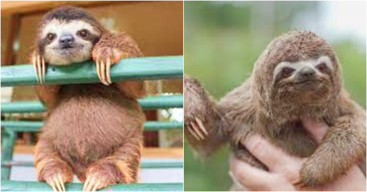 Exploring the Fascinating Sleeping Habits of Sloths: Masters of Slumber in the Animal Kingdom