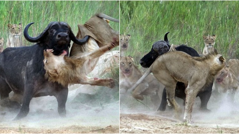 Heroic Sacrifice of a Brave Wild Buffalo: Defending Companions Against Aggressive Lions