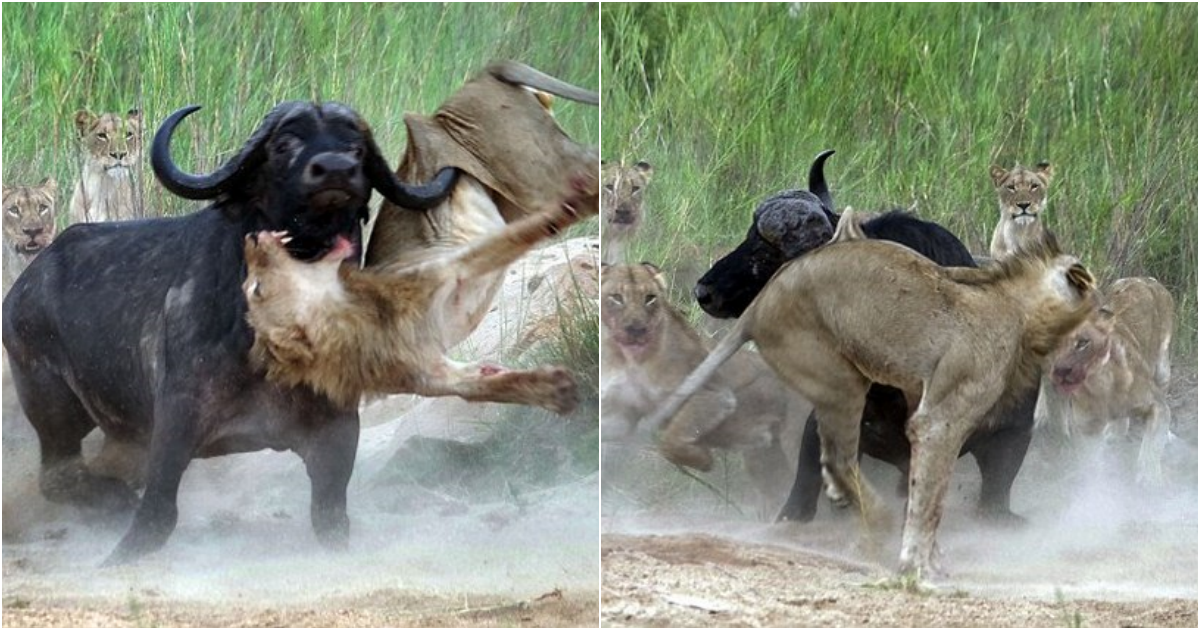 Heroic Sacrifice of a Brave Wild Buffalo: Defending Companions Against Aggressive Lions