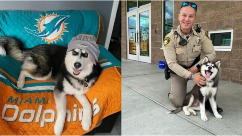 From Tragedy to Triumph: The Inspiring Journey of a Rescued Husky