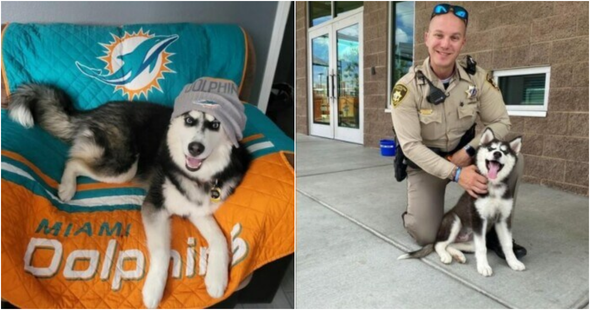 From Tragedy to Triumph: The Inspiring Journey of a Rescued Husky