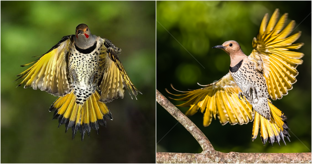 Exploring the Fascinating Northern Flicker Woodpecker