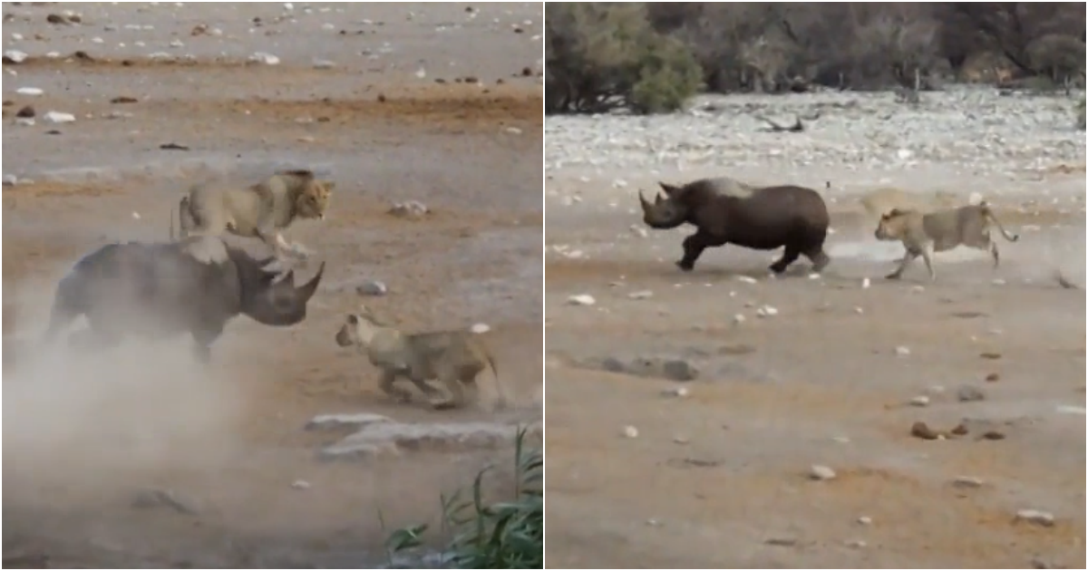 Pregnant Black Rhino’s Epic Battle for Survival: A Dramatic Encounter with Cunning Lions