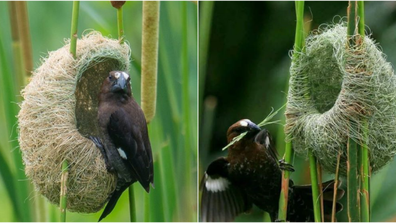 Awe-Inspiring Avian Abodes: Unveiling the Ingenious Artistry of Bird Nests