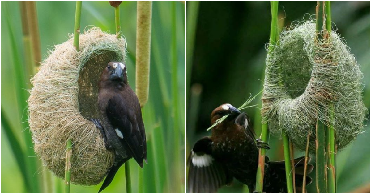 Awe-Inspiring Avian Abodes: Unveiling the Ingenious Artistry of Bird Nests