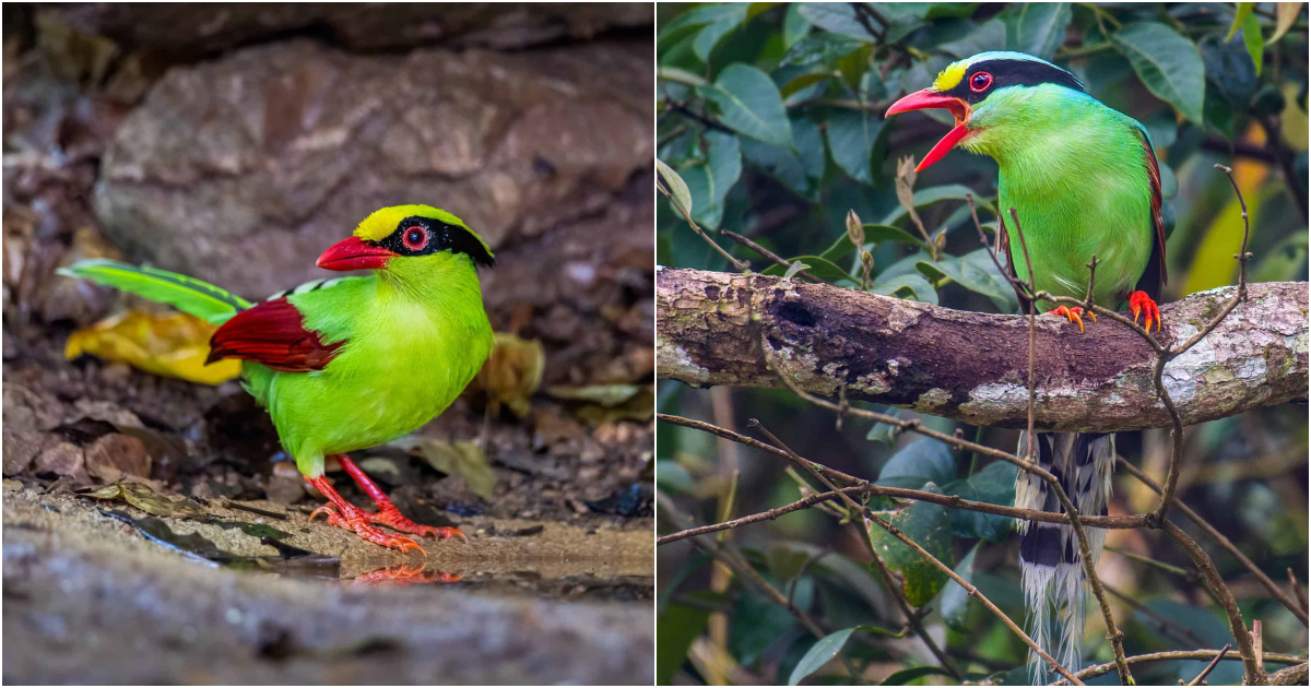 The Enchanting Common Green Magpie: A Striking Beauty in Peril