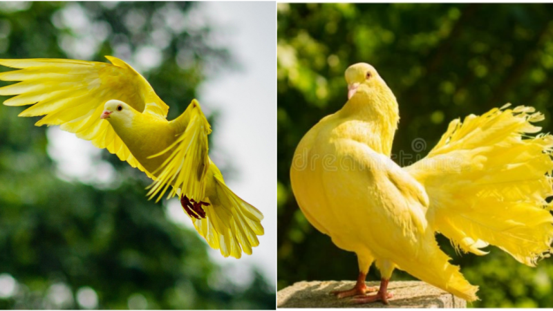 Rare and Exquisite: The Enchanting World of Yellow Pigeons