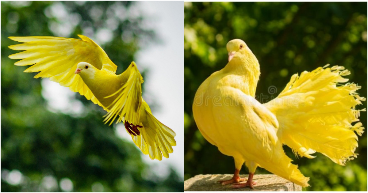 Rare and Exquisite: The Enchanting World of Yellow Pigeons