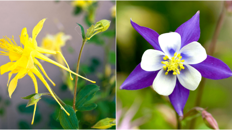 Cultivating Exquisite Spurred Columbine Flowers: Expert Tips for a Thriving Garden Display