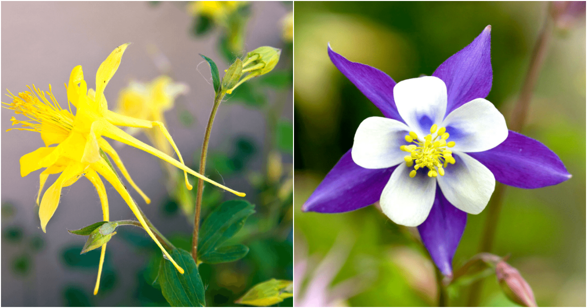 Cultivating Exquisite Spurred Columbine Flowers: Expert Tips for a Thriving Garden Display