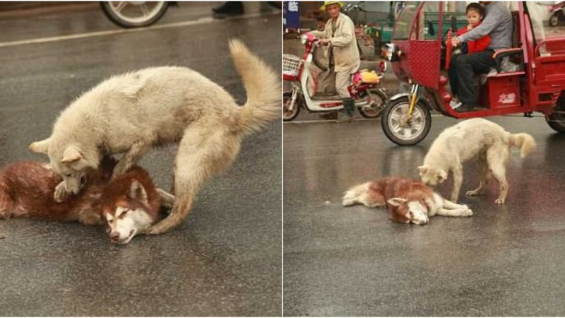 Heart-Wrenching Scene: Loyal Dog Stays By Side of Dying Friend, Attempts to Revive Him After Tragic Accident