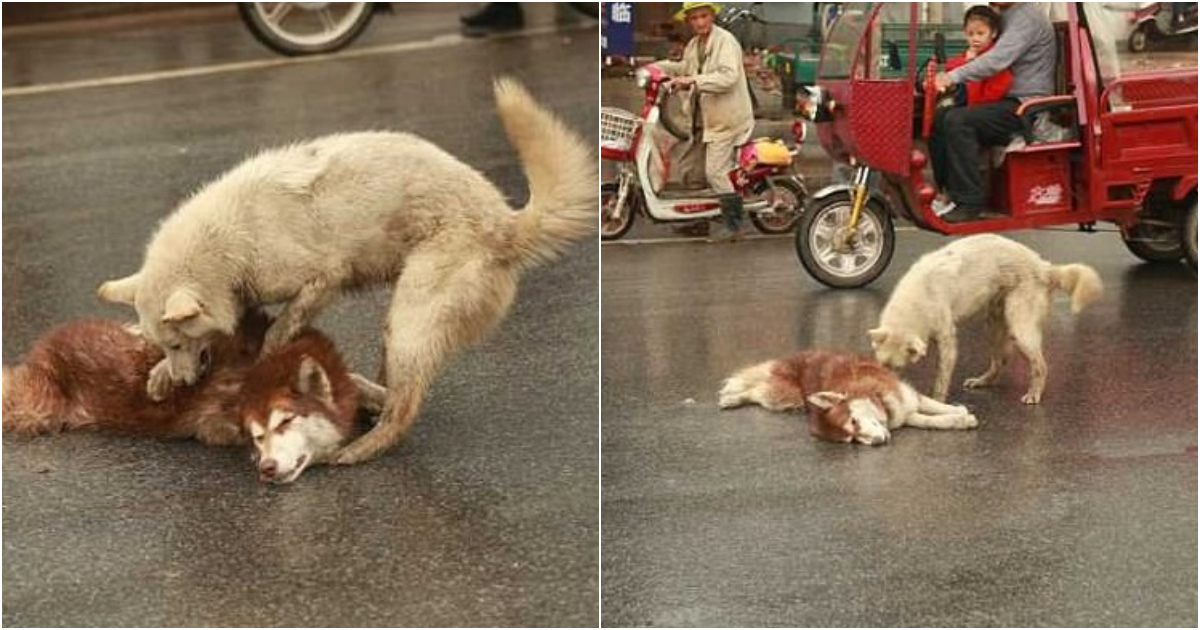 Heart-Wrenching Scene: Loyal Dog Stays By Side of Dying Friend, Attempts to Revive Him After Tragic Accident