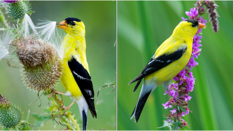 Captivating Beauty Unveiled: Exploring the American Goldfinch