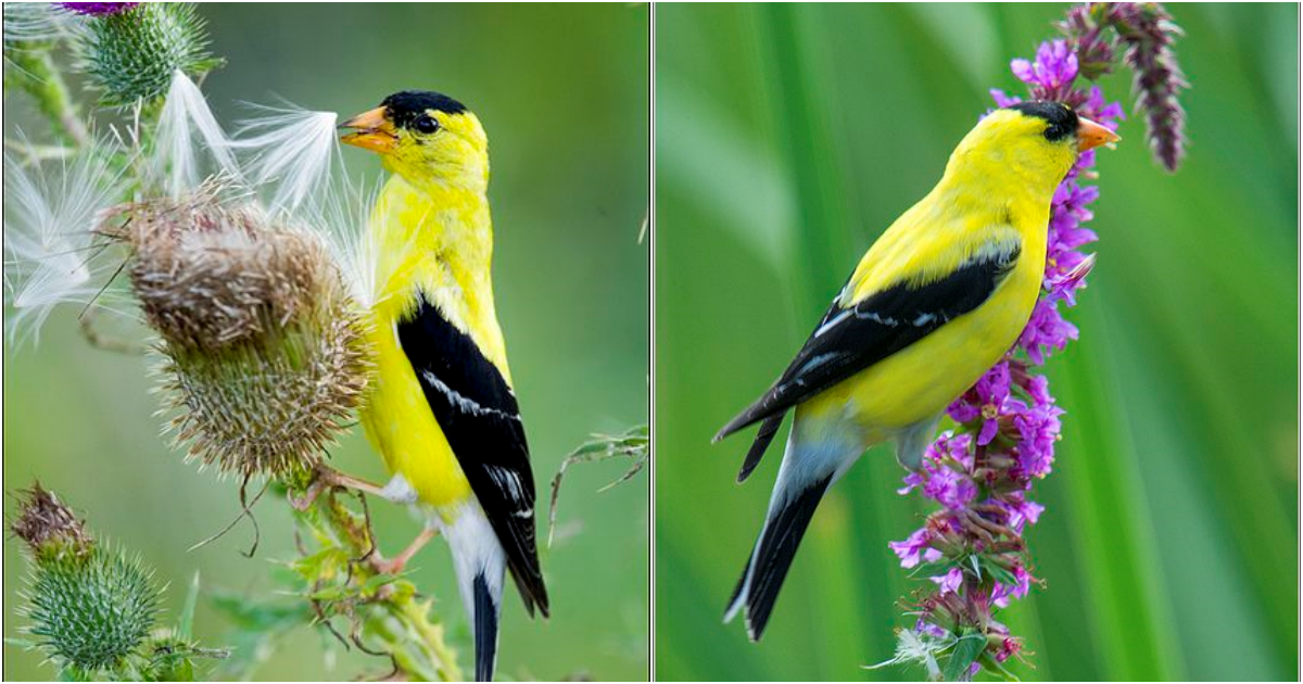 Captivating Beauty Unveiled: Exploring the American Goldfinch