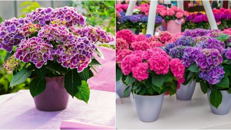 Enchanting Hydrangea Container Garden Ideas to Elevate Your Outdoor Space