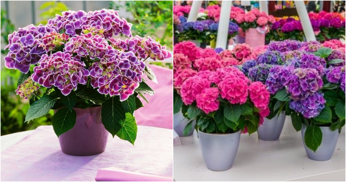Enchanting Hydrangea Container Garden Ideas to Elevate Your Outdoor Space