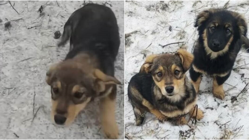 Rescued Hearts: From Strangers to Soulmates, a Pack of Puppies Finds Love on a Snowy Adventure