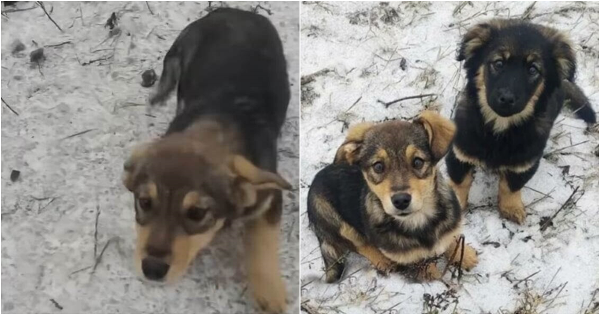 Rescued Hearts: From Strangers to Soulmates, a Pack of Puppies Finds Love on a Snowy Adventure