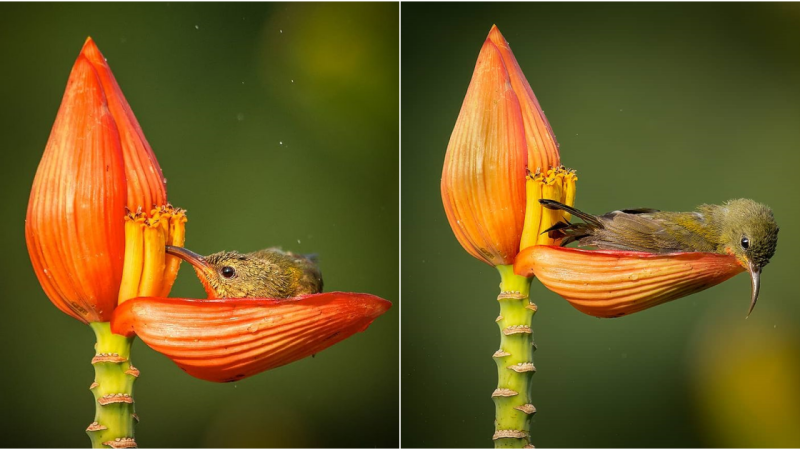 Capturing Nature’s Artistry: A Once-in-a-Lifetime Moment of Bliss for a Sunbird in India