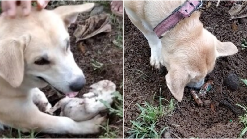 A Heartrending Tale of a Grieving Mother Dog’s Unwavering Love