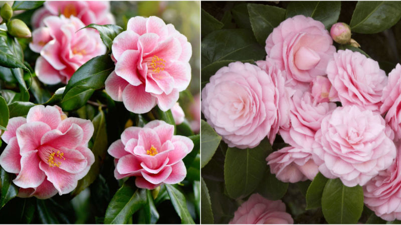 Cultivating Stunning Camellias: A Comprehensive Guide to Nurturing Exquisite Blooms and Ensuring Vigorous Plants for Years of Beauty