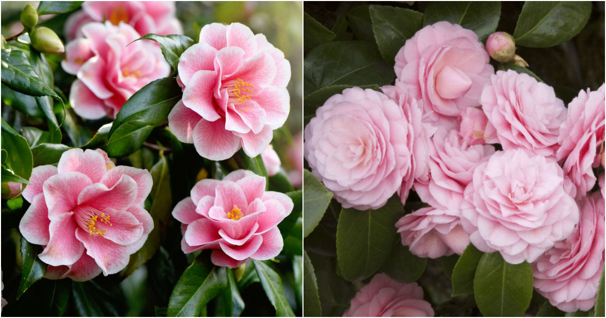 Cultivating Stunning Camellias: A Comprehensive Guide to Nurturing Exquisite Blooms and Ensuring Vigorous Plants for Years of Beauty