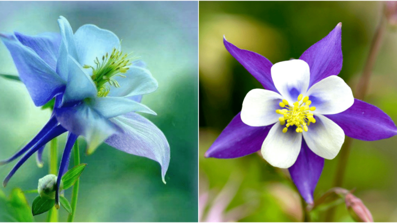 Unlocking the Secrets: How to Cultivate Stunning Spurred Columbine Flowers in Your Garden