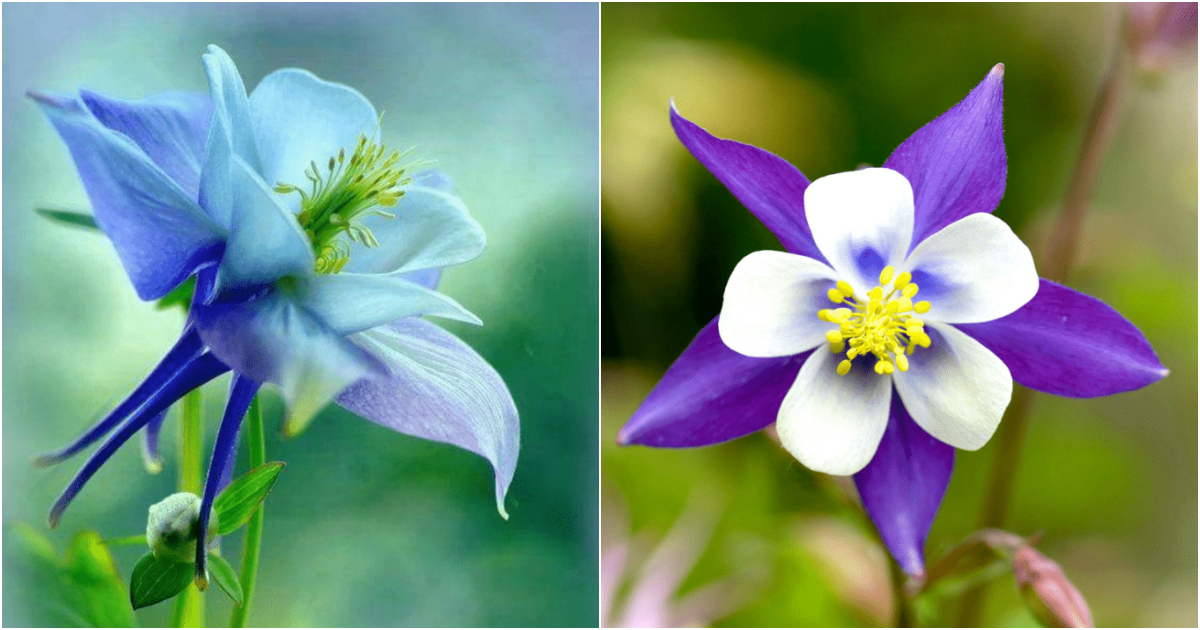 Unlocking the Secrets: How to Cultivate Stunning Spurred Columbine Flowers in Your Garden