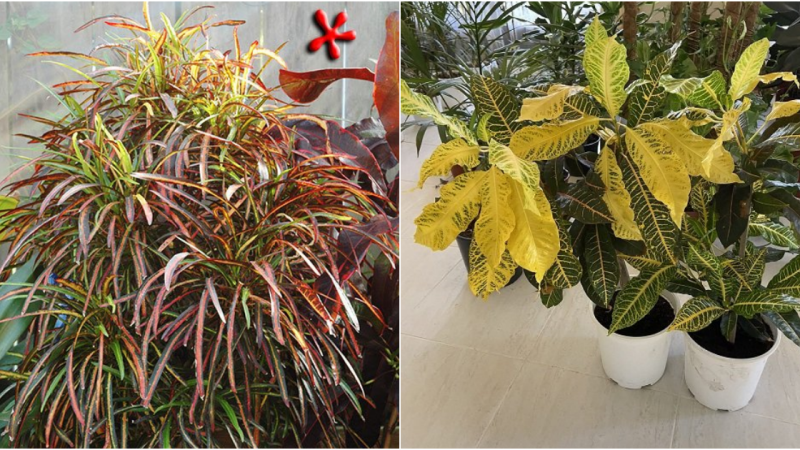 Colorful Crotons: A Vibrant Addition to Your Garden