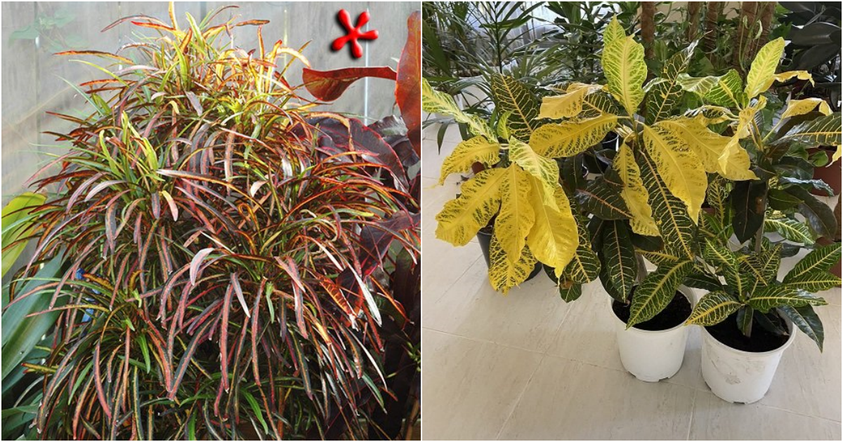 Colorful Crotons: A Vibrant Addition to Your Garden