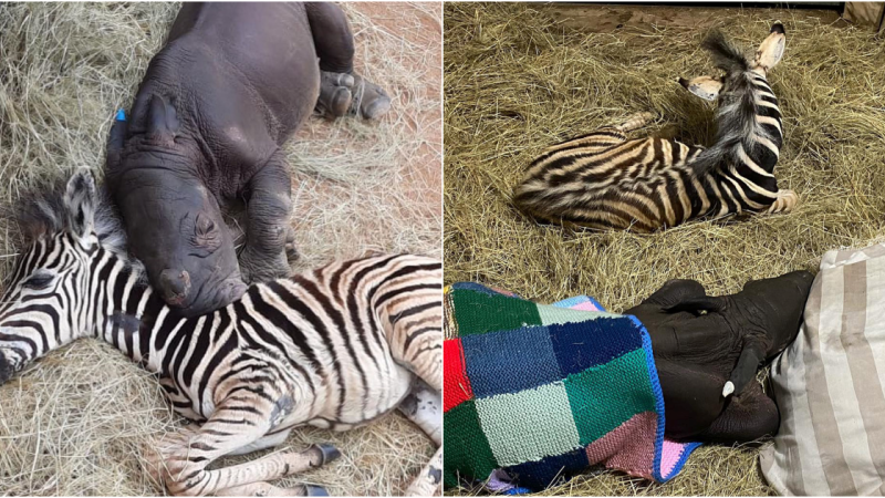 An Unlikely Friendship Blossoms at the Sanctuary: Rescued Rhino and Zebra Foal Forge a Bond