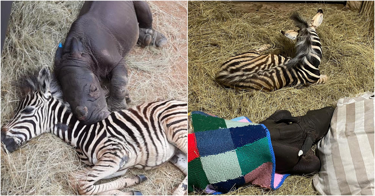 An Unlikely Friendship Blossoms at the Sanctuary: Rescued Rhino and Zebra Foal Forge a Bond