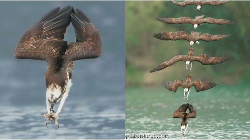 Eagle’s Aerial Dance: Grace, Precision, and Majesty