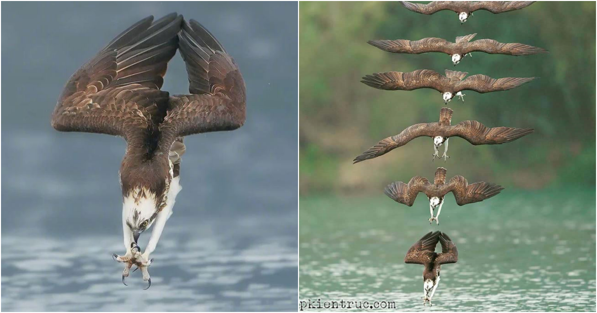 Eagle’s Aerial Dance: Grace, Precision, and Majesty