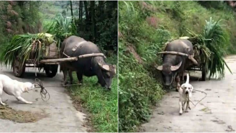 The Labrador’s Unique Role as Buffalo’s Guiding Force Ensures Distraction-Free Journey