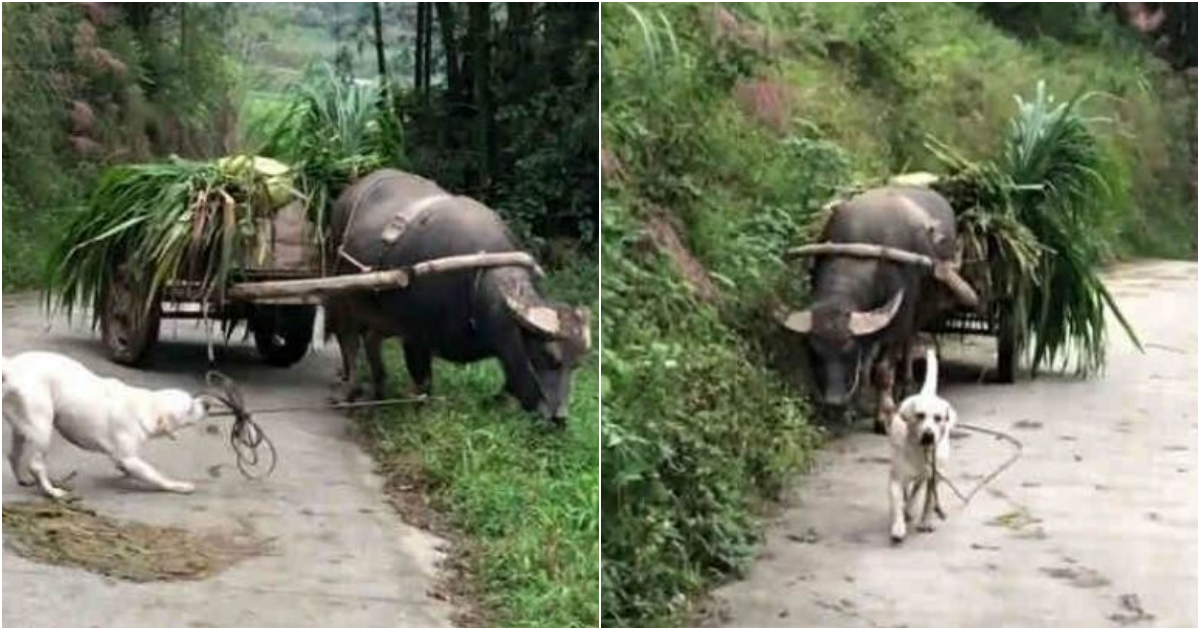 The Labrador’s Unique Role as Buffalo’s Guiding Force Ensures Distraction-Free Journey