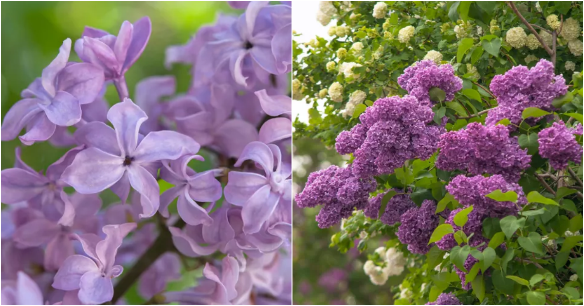 Growing Gorgeous Lilacs in Your Backyard: Tips and Tricks