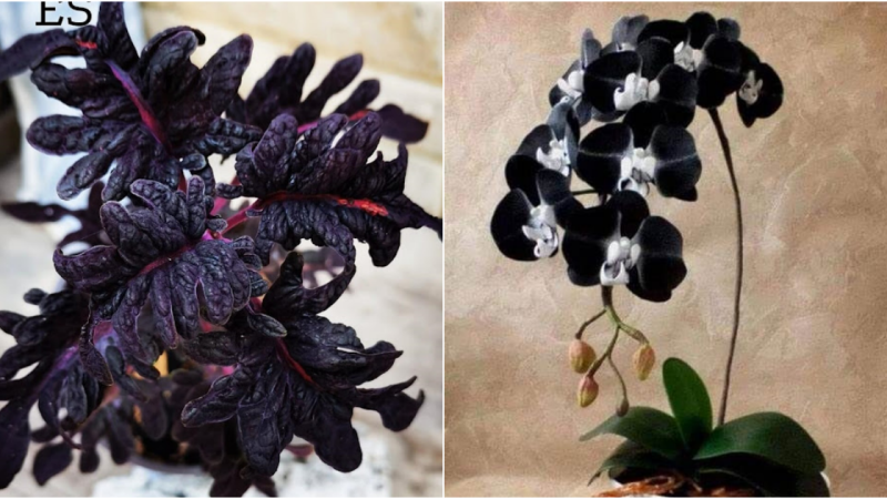 Captivating Elegance: 7 Stunning Black Houseplants to Elevate Your Decor