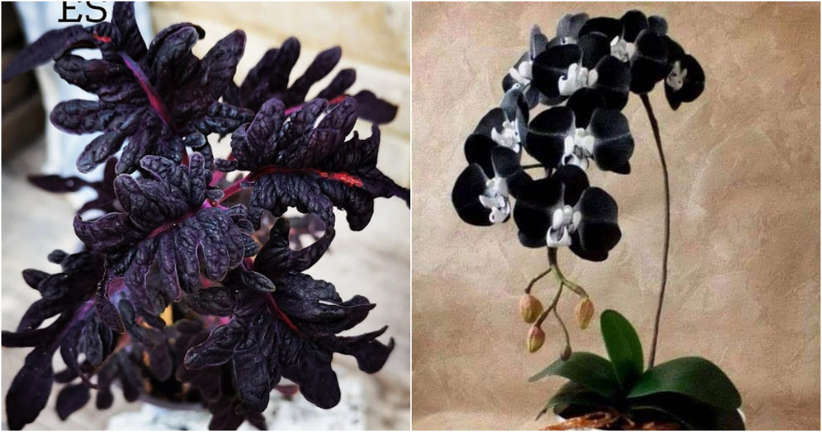 Captivating Elegance: 7 Stunning Black Houseplants to Elevate Your Decor
