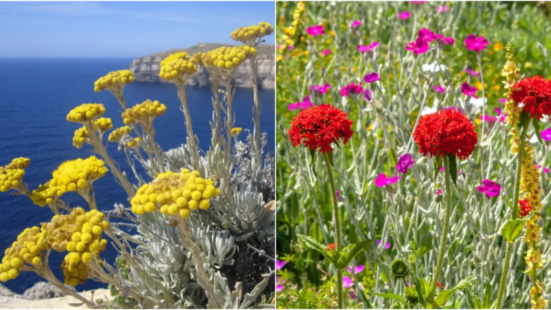 Breathtaking Floral Treasures Unveiled: Malta’s Exquisite Flower Collection