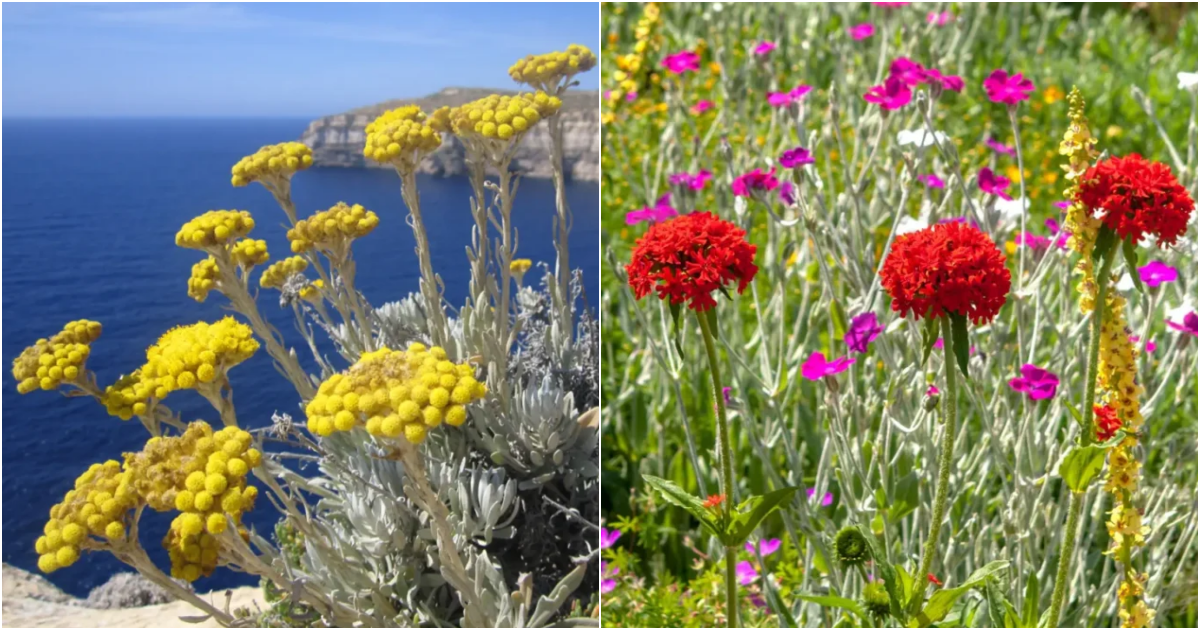 Breathtaking Floral Treasures Unveiled: Malta’s Exquisite Flower Collection
