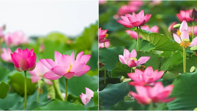 The Lotus Flower: A Symbol of Beauty, Spirituality, and Resilience