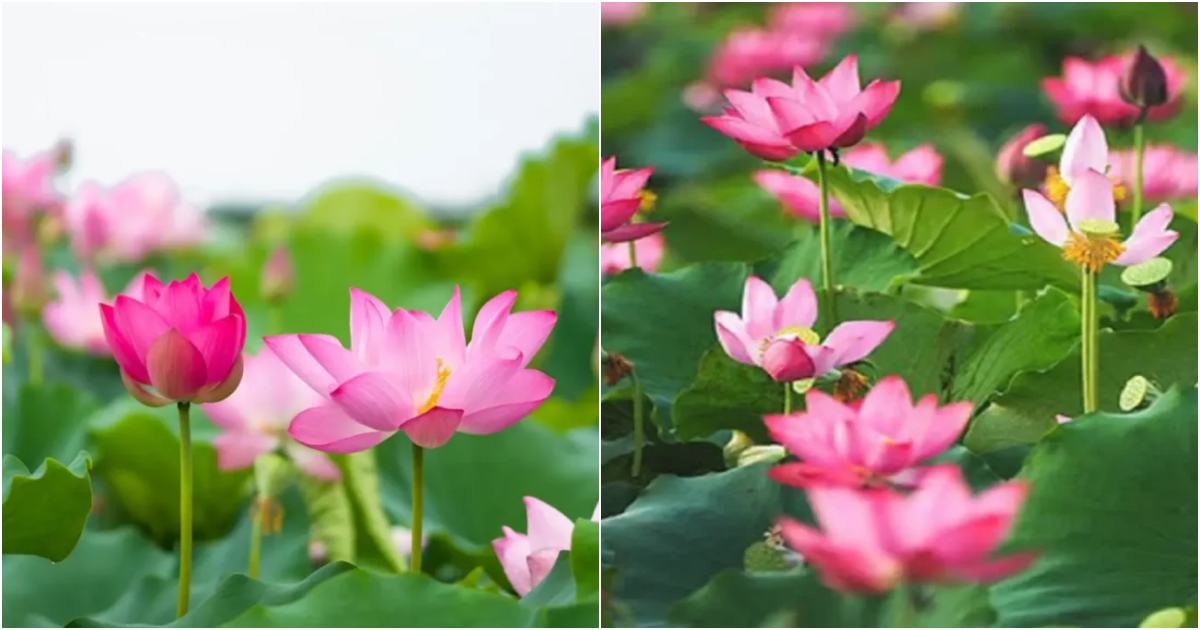 The Lotus Flower: A Symbol of Beauty, Spirituality, and Resilience