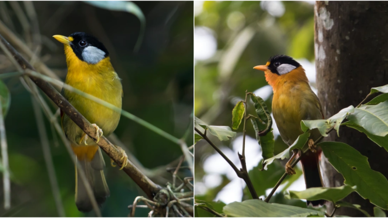 Unveiling the Enchanting Beauty and Charming Persona of the Silver-Eared Mesia