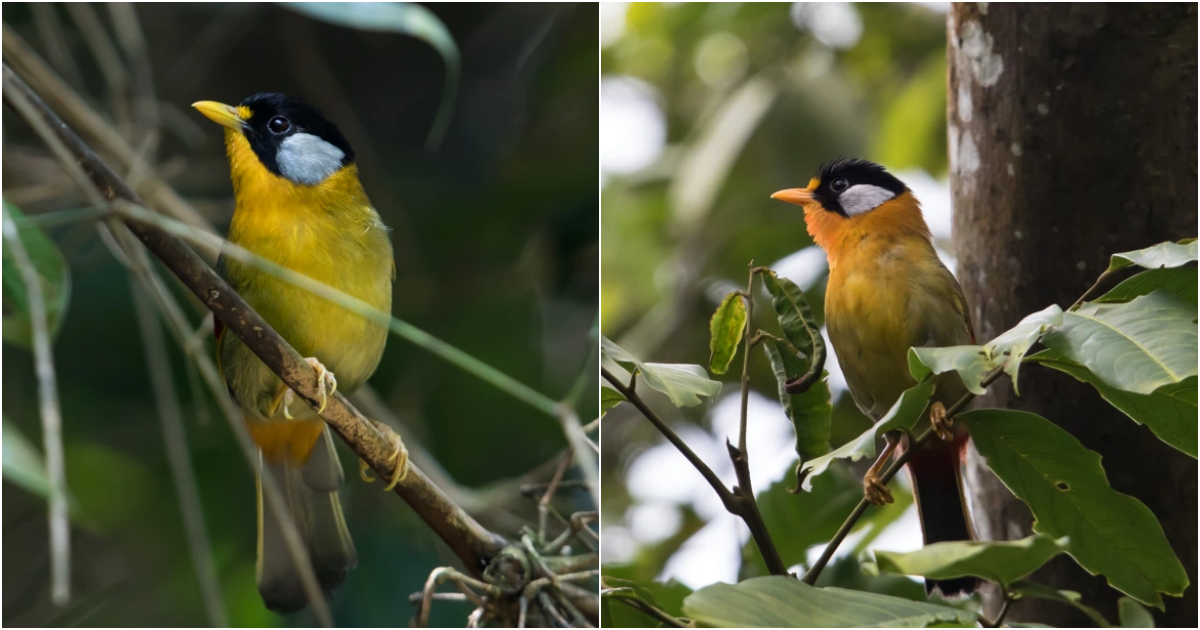 Unveiling the Enchanting Beauty and Charming Persona of the Silver-Eared Mesia